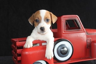 Jack Russell Terrier Puppy for sale in AMITY, AR, USA