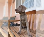 Puppy Charles Weimaraner
