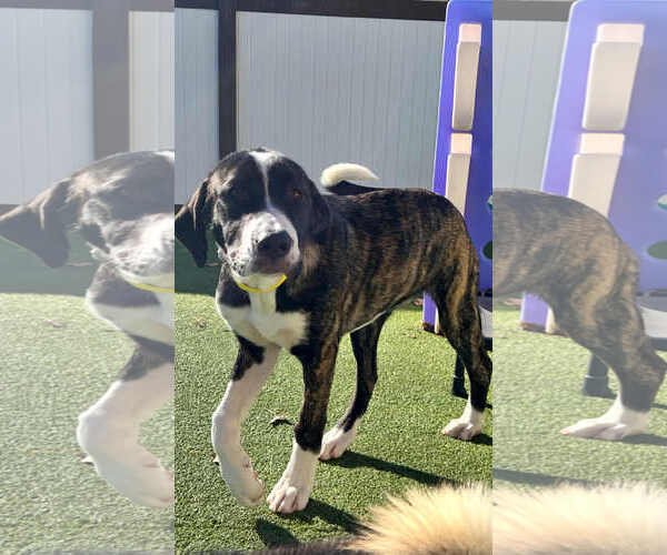 Medium Photo #1 Great Dane-Labrador Retriever Mix Puppy For Sale in MIDWAY, UT, USA