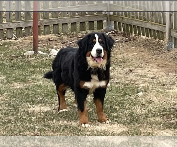 Medium Photo #1 Bernese Mountain Dog Puppy For Sale in ATHENS, WI, USA