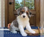 Small #2 Bernedoodle (Miniature)