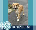 Small #1 Australian Shepherd Mix