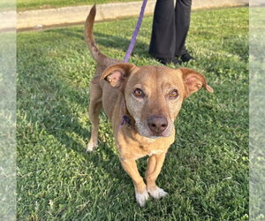 Dachshund Dogs for adoption in Evansville, IN, USA