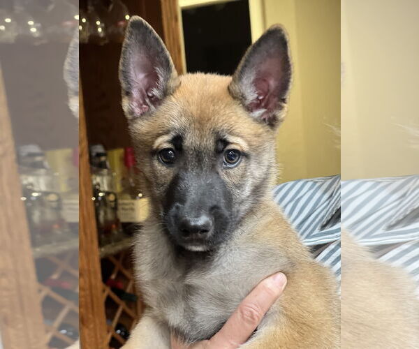 Medium Photo #2 German Shepherd Dog-Unknown Mix Puppy For Sale in Dana Point, CA, USA