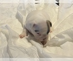 Small Photo #2 French Bulldog Puppy For Sale in ATWATER, CA, USA