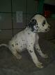 Small Photo #3 Dalmatian Puppy For Sale in DELANO, CA, USA