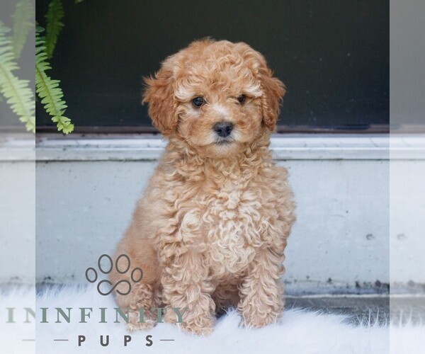 Medium Photo #3 Poodle (Miniature) Puppy For Sale in HONEY BROOK, PA, USA