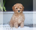 Small #2 Poodle (Miniature)