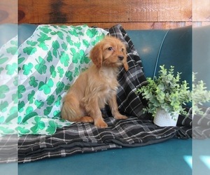 Cavapoo Dog for Adoption in LE MARS, Iowa USA