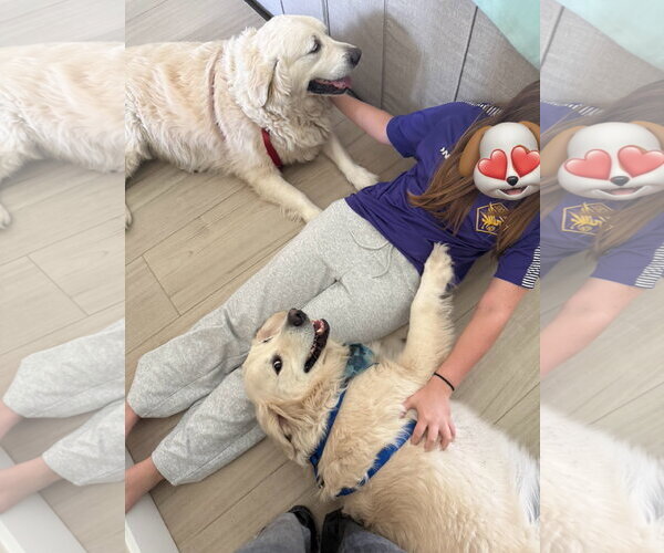 Medium Photo #2 Golden Retriever Puppy For Sale in Bonita Springs, FL, USA