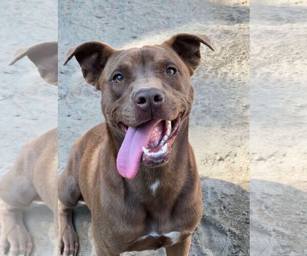 Medium Photo #1 Labrador Retriever-Unknown Mix Puppy For Sale in Orangeburg, SC, USA