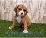 Small Photo #4 Beagle-English Bulldog Mix Puppy For Sale in SHELBYVILLE, IN, USA