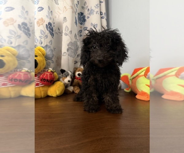 Medium Photo #3 Yorkipoo Puppy For Sale in DURHAM, CT, USA