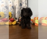 Yorkipoo puppie - Male Yorkipoo Puppy for Sale - Photo #3