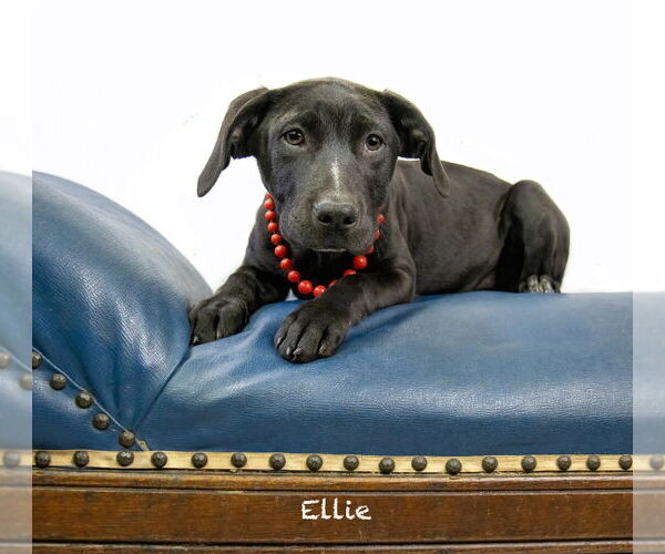 Medium Photo #2 Labrador Retriever-Unknown Mix Puppy For Sale in Hot Springs Village, AR, USA