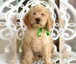 Small Photo #4 Labradoodle Puppy For Sale in COVINGTON, TX, USA