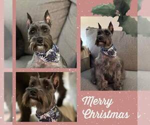 Mother of the Schnauzer (Miniature) puppies born on 10/24/2025