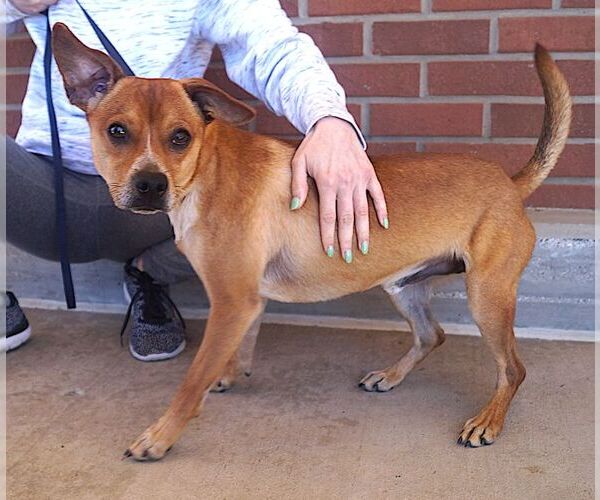 Medium Photo #2 Mutt Puppy For Sale in Carrollton, TX, USA