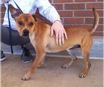 Small #1 Mutt
