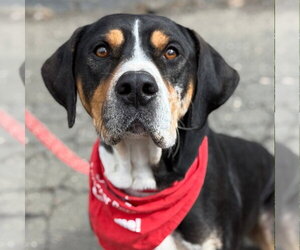 Bloodhound-Unknown Mix Dogs for adoption in Canton, CT, USA