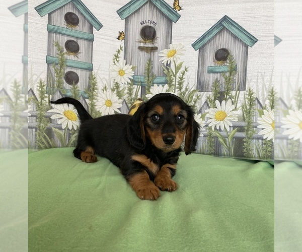 Medium Photo #3 Dachshund Puppy For Sale in STELLA, MO, USA