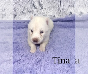 Siberian Husky Puppy for sale in SANDY HOOK, KY, USA