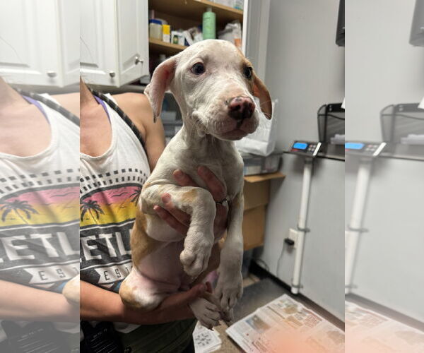 Medium Photo #13 Catahoula Leopard Dog-Unknown Mix Puppy For Sale in Sanford, FL, USA