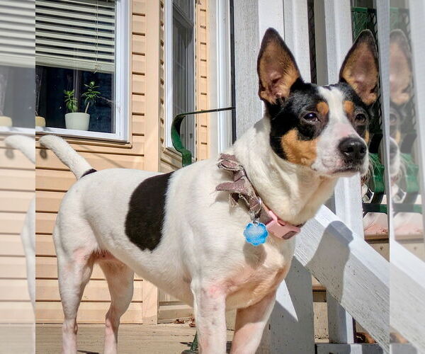 Medium Photo #2 Rat Terrier Puppy For Sale in Atlanta, GA, USA