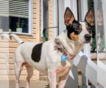 Small #1 Rat Terrier