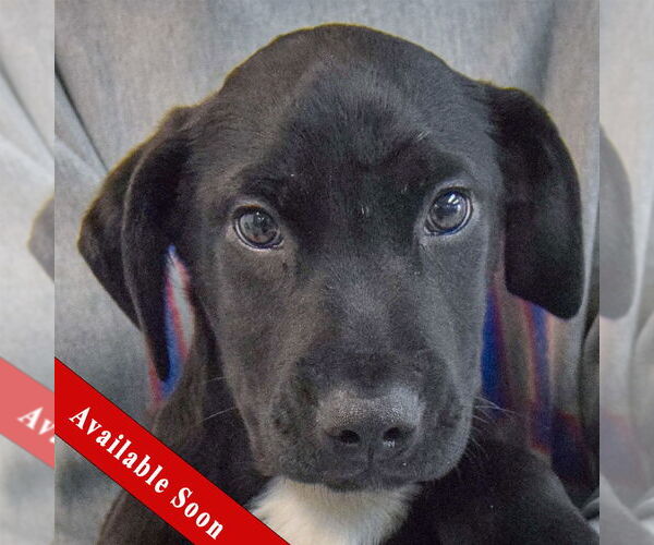 Medium Photo #1 Mutt Puppy For Sale in Huntley, IL, USA