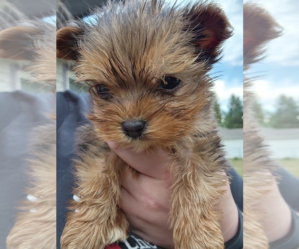 Medium Photo #1 Yorkshire Terrier Puppy For Sale in COEUR D ALENE, ID, USA