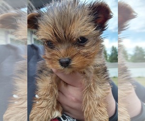 Yorkshire Terrier Puppy for sale in COEUR D ALENE, ID, USA