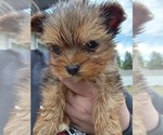 Small Yorkshire Terrier