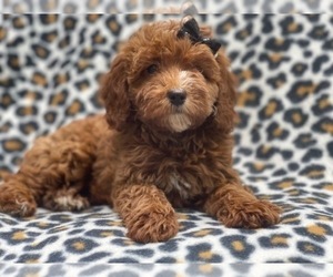 Cavapoo Puppy for sale in LAKELAND, FL, USA