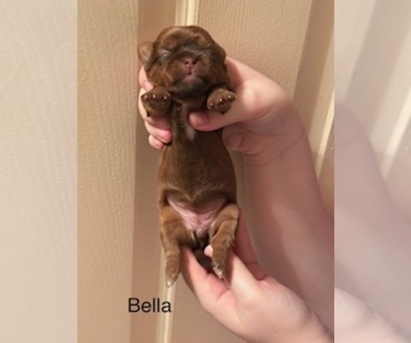 Medium Photo #1 Shorkie Tzu Puppy For Sale in SCOTTSDALE, AZ, USA