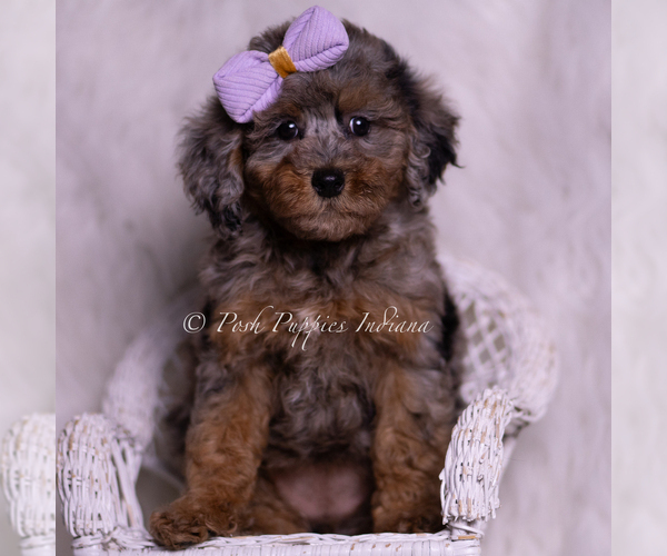 Medium Photo #6 Poodle (Toy) Puppy For Sale in WARSAW, IN, USA