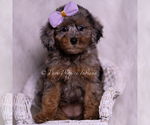 Small Photo #72 Poodle (Toy) Puppy For Sale in WARSAW, IN, USA