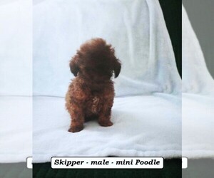 Poodle (Miniature) Puppy for sale in CLARKRANGE, TN, USA