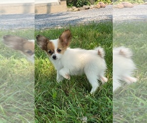 Papillon Puppy for sale in CANOGA, NY, USA