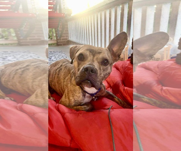 Medium Photo #2 American Pit Bull Terrier-Unknown Mix Puppy For Sale in Germantown, OH, USA