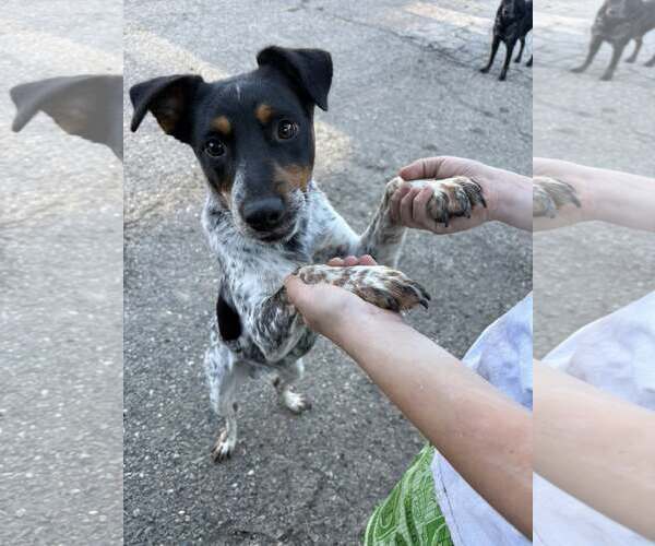 Medium Photo #1 Mutt Puppy For Sale in Paso Robles, CA, USA