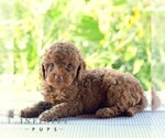 Small Photo #3 Goldendoodle (Miniature) Puppy For Sale in SUNBURY, PA, USA