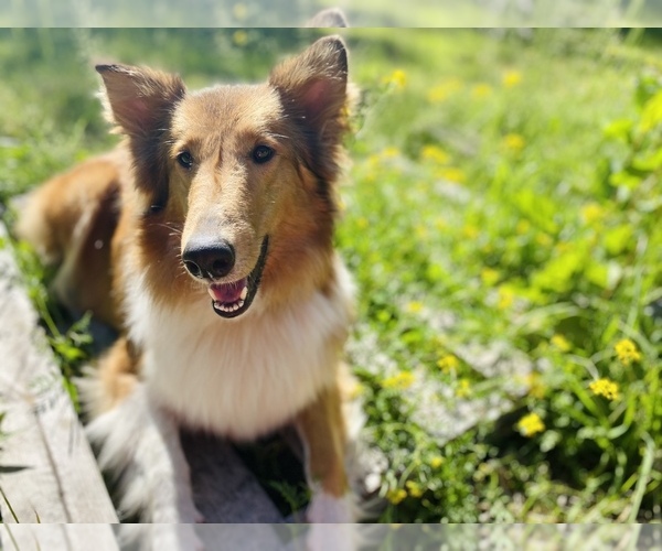 Medium Photo #2 Collie Puppy For Sale in MONCLOVA, OH, USA