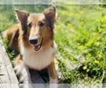 Small Photo #2 Collie Puppy For Sale in MONCLOVA, OH, USA