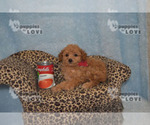 Small Photo #5 Poodle (Toy) Puppy For Sale in SANGER, TX, USA
