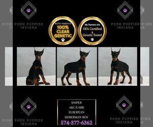 Doberman Pinscher Puppy for sale in WARSAW, IN, USA
