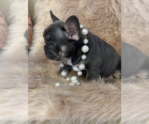 French Bulldog Puppy for sale in FORREST CITY, AR, USA