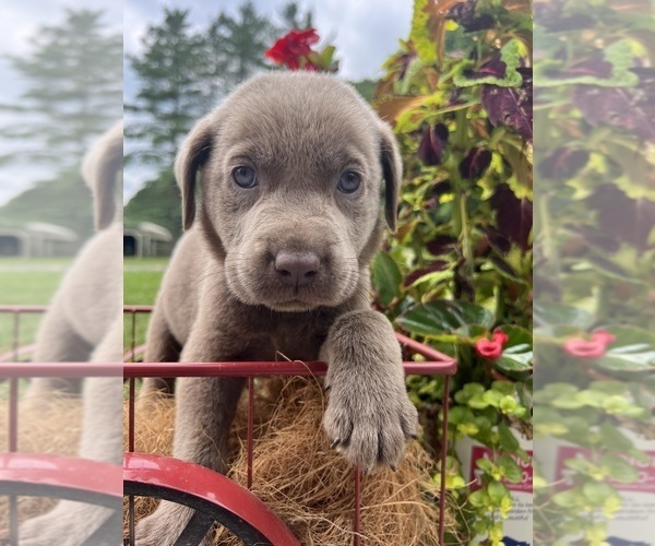Medium Photo #6 Labrador Retriever Puppy For Sale in NEOLA, WV, USA