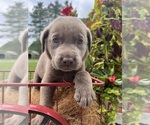 Small #5 Labrador Retriever