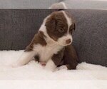 Puppy 6 Australian Shepherd